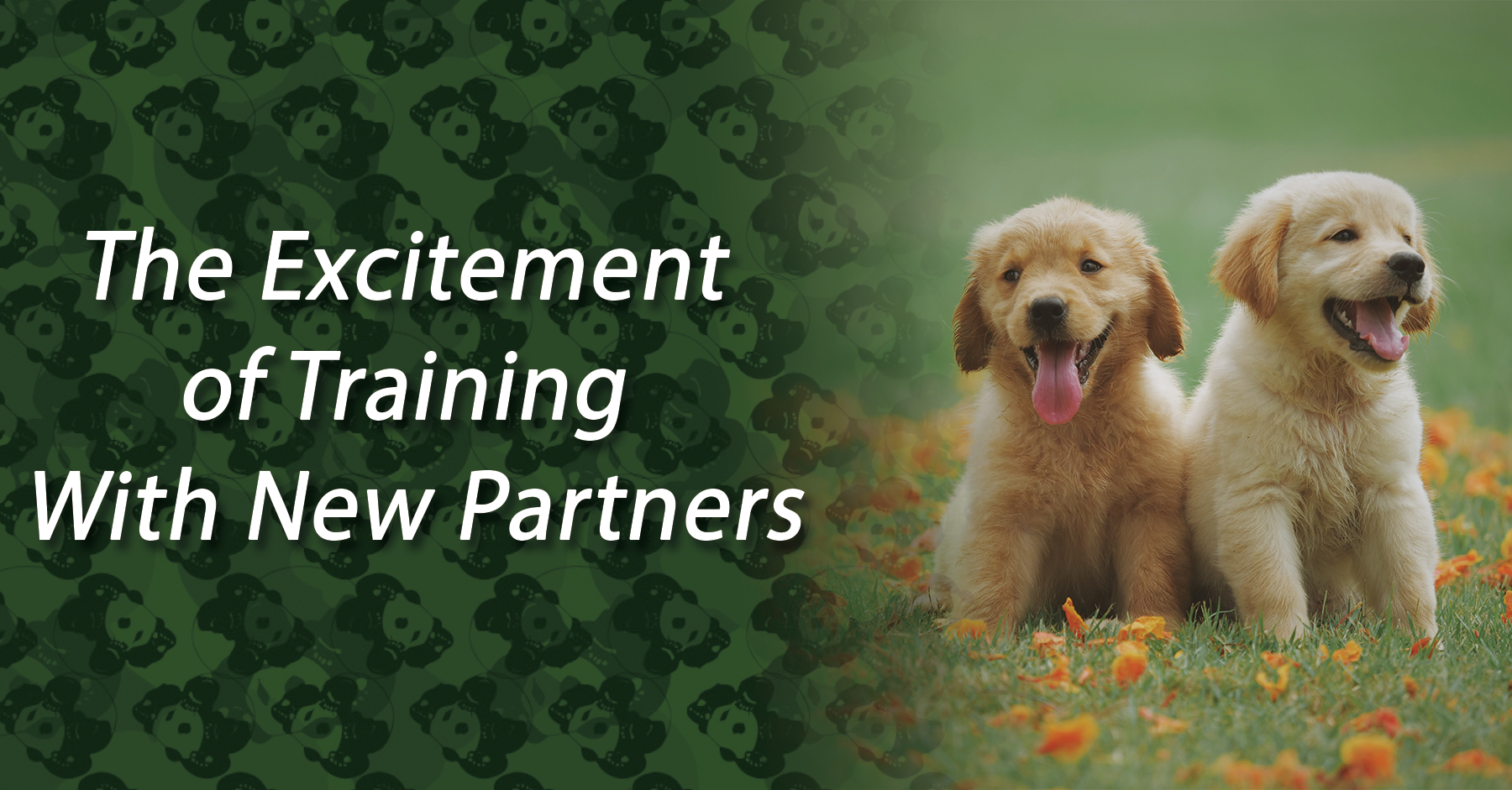 The Excitement of Training With New Partners